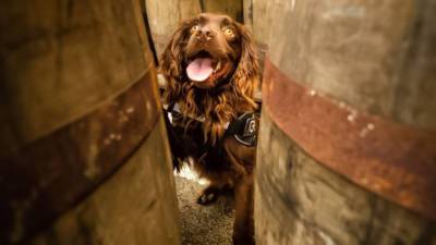 Руководители шотландского завода по производству виски наняли на работу собаку