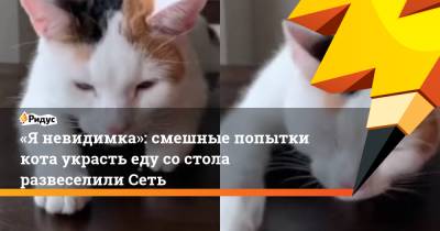 «Яневидимка»: смешные попытки кота украсть еду состола развеселили Сеть