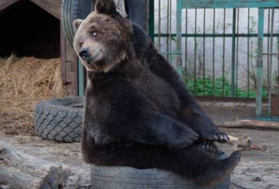 Кокетливая медведица из Ленобласти покорила сердца пользователей Сети