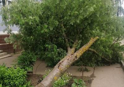 В Сасове ураган повалил деревья
