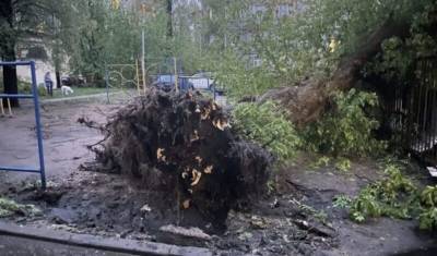 62 дерева повалил ветер в Петербурге