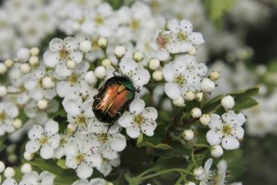 В Рязанской области наблюдается нашествие майских жуков