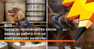 Завод по производству виски нанял на работу пса: он контролирует качество