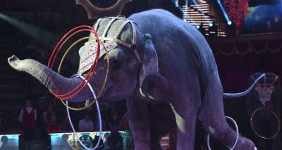 Рижский цирк: своих животных у нас давно не было