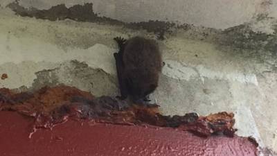 В жилой комплекс на Парнасе залетела летучая мышь