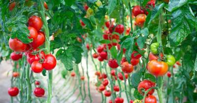Отредактированные помидоры. Ученые выяснили, как можно ускорить созревание овощей