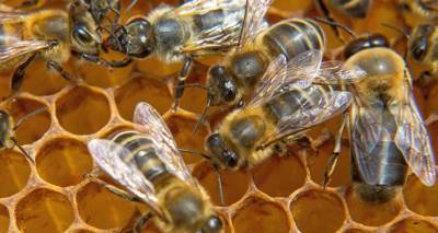 Существование человечества зависит от пчел, популяции которых сокращаются - эксперт