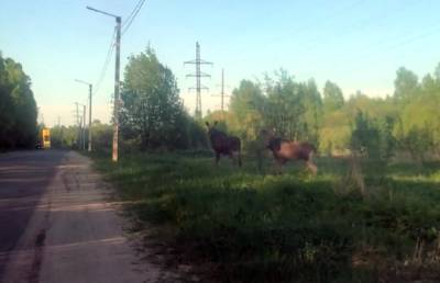 В Тверской области лоси выходят на дороги и гибнут в ДТП