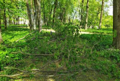 Ураган повалил деревья и чуть не снес статую Афины в Гатчинском парке