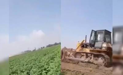 В Ташкентской области бульдозеры уничтожили поле с клубникой. Этот варварский процесс охраняли сотрудники ОВД