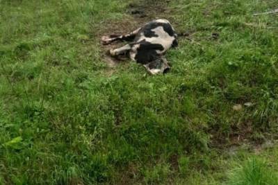 На поле в Тверской области продолжает умирать скот с местного предприятия
