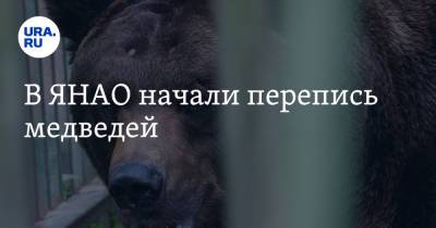 В ЯНАО начали перепись медведей