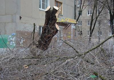 В Рязани за 2020 год было уничтожено 435 деревьев