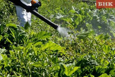 В Сыктывкаре начали распылять гербициды