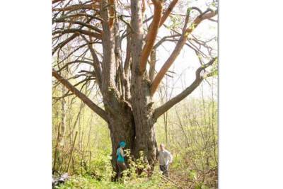 Костромские рекорды: Уромская сосна из Кологривского района может стать «деревом года»