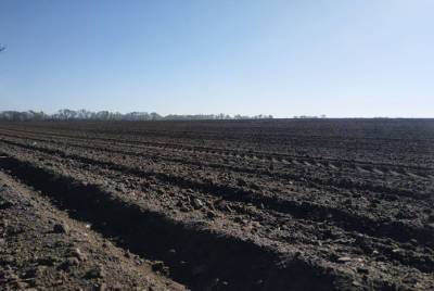 Полтавщина — первая в Украине по посевам кукурузы