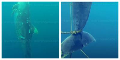 "Прячут последствия": в Черном море случайно обнаружили кладбище дельфинов, видео