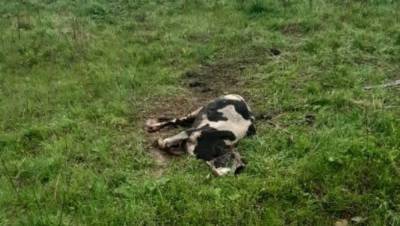 В Тверской области около СПК «Антоново» нашли еще одну умирающую от голода корову