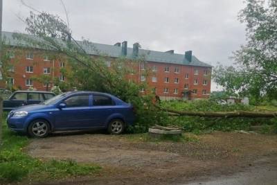 Ураган в Сасове с корнем вырвал деревья