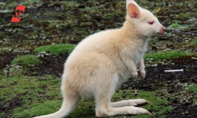 В Казани родился редкий кенгуренок-альбинос