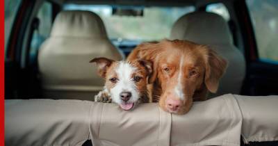 Перевозка собаки в автомобиле: как подготовить животное и что взять с собой