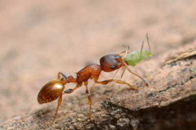 Паразит дарует муравьям «вечную молодость, но есть и темная сторона