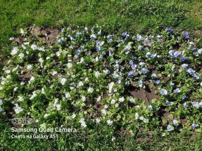 Охота на рассаду: в Тихвине начали выкапывать цветы из городских клумб