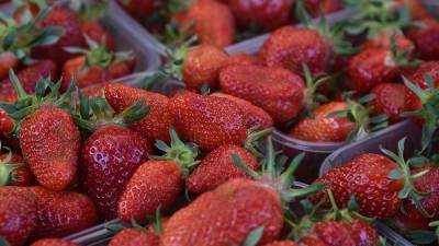 Агроном рассказал об отличиях российских ягод от иностранных