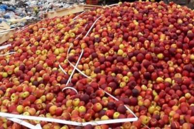 Около 13 тонн фруктов уничтожили трактором под Себежем