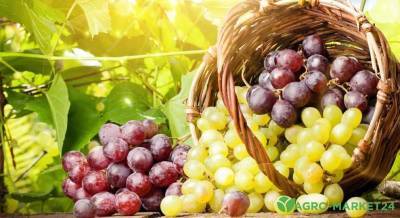 Сорта винограда сверхраннего срока созревания