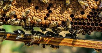 Эксперт рассказала о запахах, вызывающих агрессию у пчёл