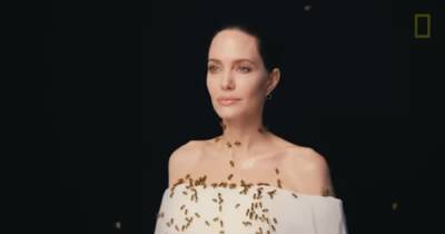 Анджелина Джоли - Анджелина Джоли потрясла съемками с роем пчел на теле - tsn.ua