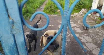 Под Одессой зоозащитники разоблачили наркоплантацию, спасая "бойцовских" собак