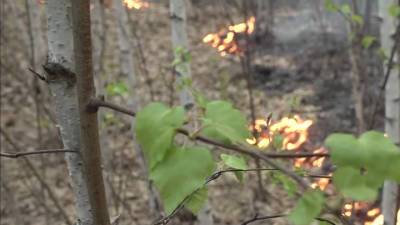Вести. С конца апреля в Тюменской области выгорело почти 200 тысяч гектаров