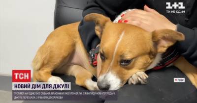 В Ровно слепая на один глаз собака неделю жила с телом хозяина в квартире: кто и как спас четырехлапую