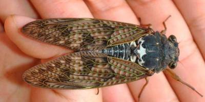 Миллиарды насекомых 17 лет развивались под землей - в США началось массовое нашествие цикад, фото и видео - ТЕЛЕГРАФ
