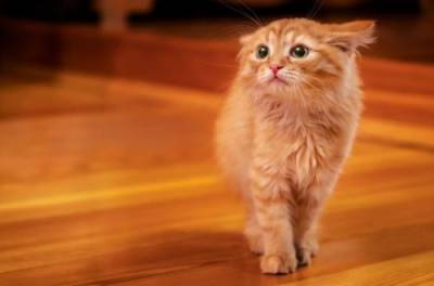 Чего больше всего боятся кошки – объяснение фелинолога