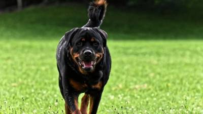 Дачникам дали советы по подготовке собаки к загородным поездкам