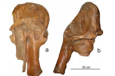 Томские ученые «омолодили» древнего слона