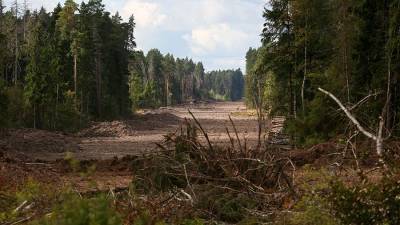 В России искусственный интеллект поможет выявлять незаконную вырубку лесов
