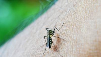 Биолог Марьинский рассказал о вкусовых "предпочтениях" комаров