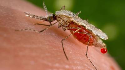 Биолог Марьинский описал механизм выбора "жертвы" комарами
