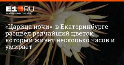 «Царица ночи»: в Екатеринбурге расцвел редчайший цветок, который живет несколько часов и умирает