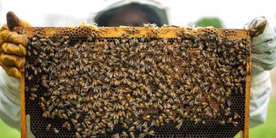 Анджелина Джоли снялась с роем пчел ради спасения насекомых