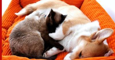 Живут как кошка с собакой: способы надолго приучить животных друг к другу