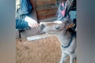 Жители села в Бурятии спасли жеребенка-сироту