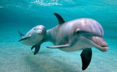 В Черном море у берегов оккупированного Крыма обнаружено кладбище дельфинов (ФОТО)