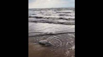 Тело мертвого тюленя обнаружили на берегу Финского залива — видео