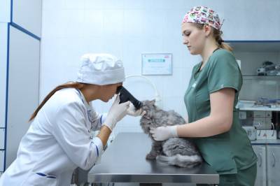 Центр ветеринарии на Лиговском проспекте откроется осенью