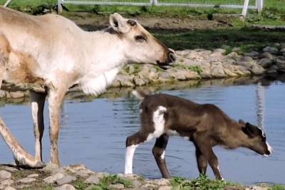 В Ярославском зоопарке родился очередной олень